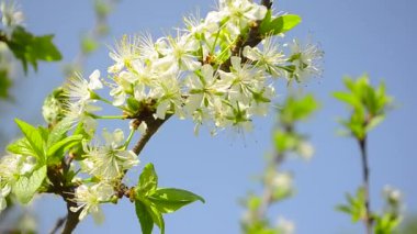 Mavi gökyüzü arka plan, closeup Erik ağacının çiçekleri