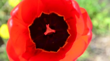 kırmızı lale bahçesinde çiçek, en iyi portre görüntülemek