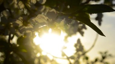 Günbatımı güneş closeup ışınları tarafından aydınlatılmış kiraz çiçeği