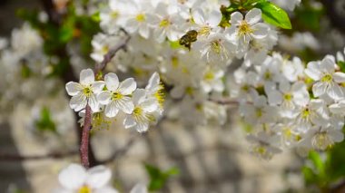 Mavi gökyüzü arka plan yakın çekim kiraz çiçek pollinating arı