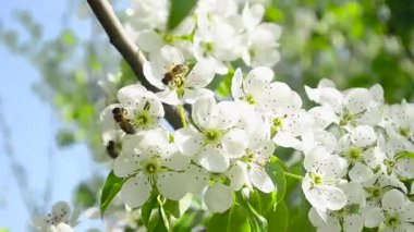 arılar çiçek açması armut armut Bahçe, beyaz çiçek parkta Rüzgar sallıyor bahar tozlaşmak