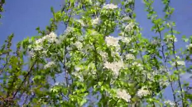 çiçekli armut ağacı mavi gökyüzü, Erik çiçekleri karşı Rüzgar sallıyor