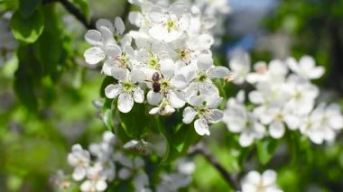 Arı tozlaşmak çiçek açması armut bahar bahçe, beyaz çiçekler armut, parkta Rüzgar sallıyor