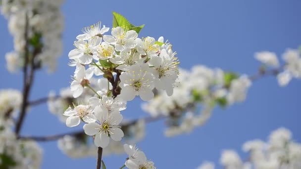 White cherry flowers sway in the wind against blue sky, closeup — Stock Video