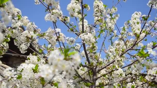 Bel arbre à fleurs de cerisier dans le jardin, les abeilles et les insectes pollinisent arbre à fleurs 