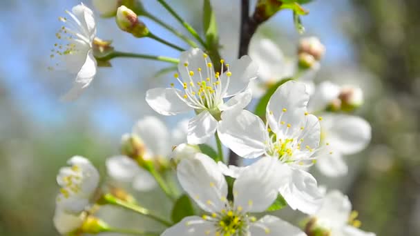 春の庭に果物の木を開花桜のクローズ アップの白い花をつけた枝 — ストック動画