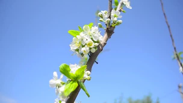 梅の開花枝を青空の背景に — ストック動画