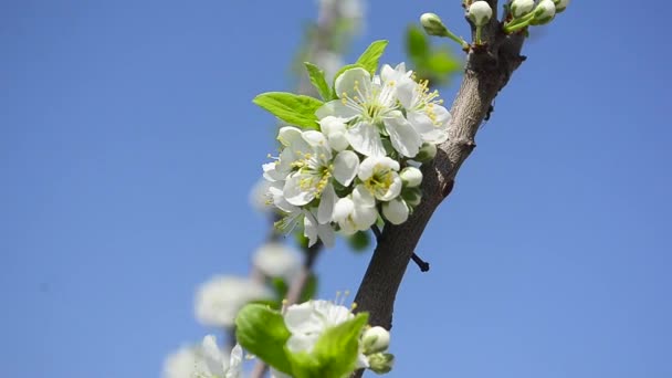 På bakgrund av blå himmel plommon blommande gren närbild — Stockvideo