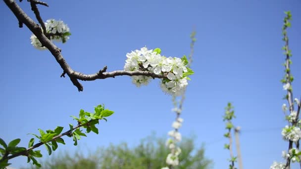 Floração ramo de ameixa no fundo do céu azul — Vídeo de Stock