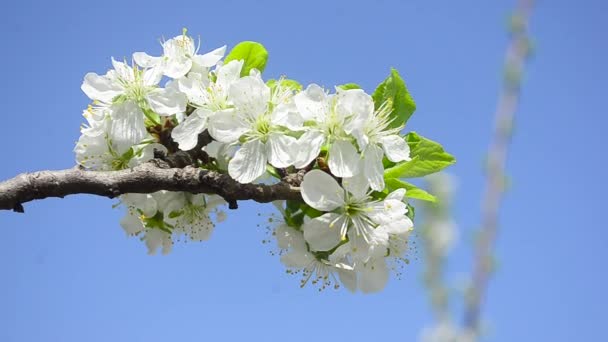 Flowers of plum tree against the blue sky, closeup — Stock Video