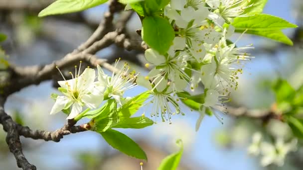 Flowering branch of plum closeup, white flowers of plum shakes wind in the Park — Stock Video