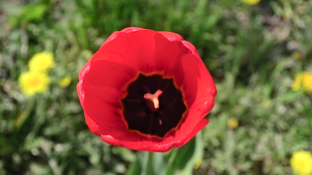 Beautiful flower red Tulip in the garden, view from top — Stock Video