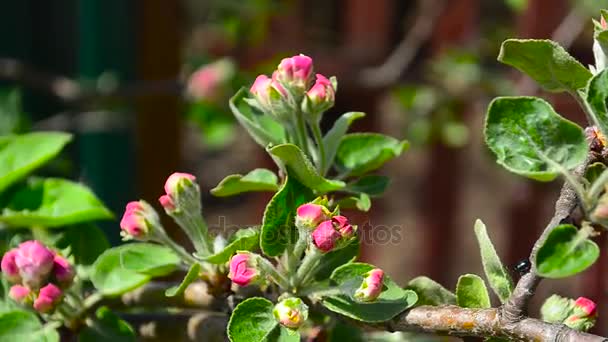 Flores rojas Manzana en una rama se balancea en el viento — Vídeos de Stock