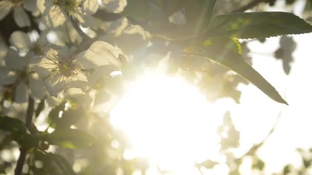 Von Sonnenstrahlen erleuchtet Kirschblüten Nahaufnahme — Stockvideo