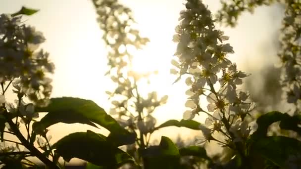 Flor de cereza pájaro en primavera al atardecer, rama pájaro cereza brillante luz del sol — Vídeos de Stock