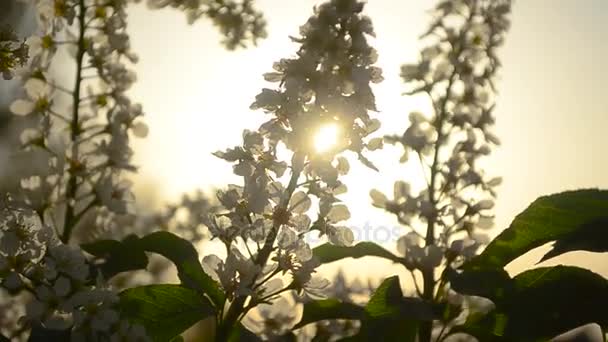 Gałąź Czeremcha nasłonecznienia, Czeremcha kwitnących wiosną o zachodzie słońca — Wideo stockowe