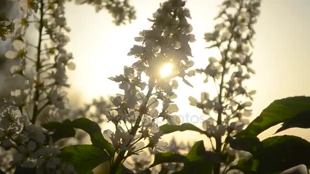 Rama pájaro cereza brillante luz del sol, flor pájaro cereza en primavera al atardecer — Vídeos de Stock