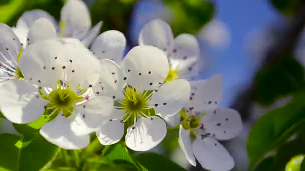 Belas flores brancas de pêra treme o vento na primavera jardim closeup — Vídeo de Stock