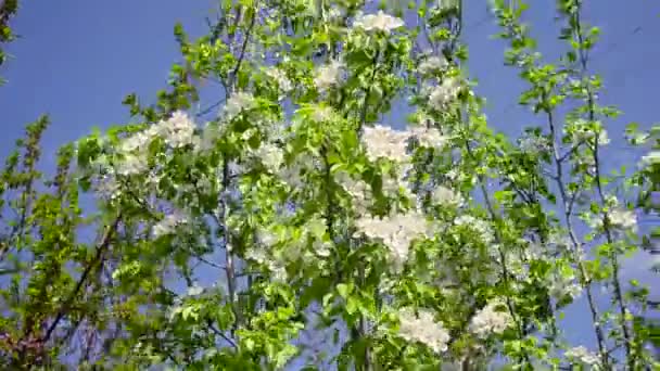 Blühender Birnbaum vor blauem Himmel, Pflaumenblüten schütteln den Wind — Stockvideo