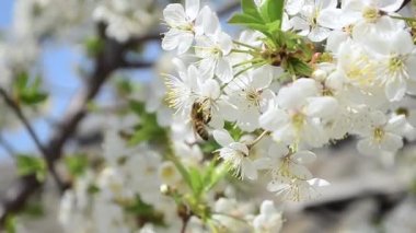 arı üzerinde bir çiçek kiraz çiçekleri, Bahçe içinde güzel kiraz çiçekleri