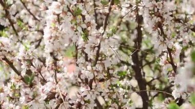 Arılar çiçekli ağaç, kiraz ağacı bahçede çiçek açan güzel tozlaşmak,