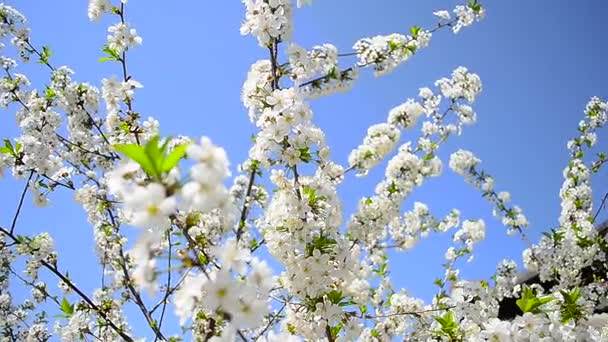 Beautiful white cherry blossom in garden against blue sky, insects pollinate the flowers — Stock Video