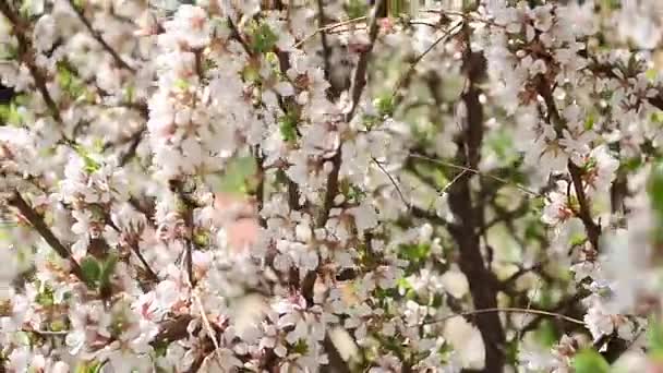 Abejas polinizan árbol con flores, hermoso cerezo en flor en el jardín , — Vídeo de stock