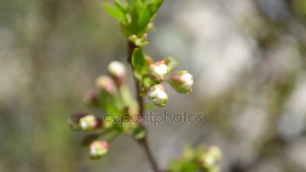 Hermosos brotes en la rama de la cereza en primavera, primer plano — Vídeo de stock