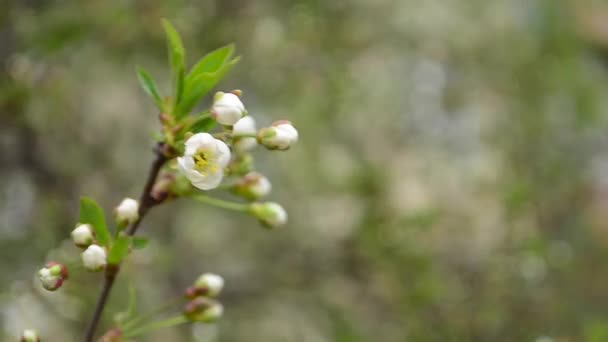 Bela flor florescente no ramo de uma primavera de cereja close-up — Vídeo de Stock