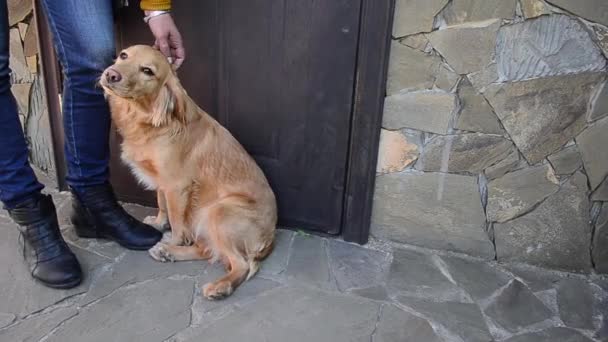 Cão cumprimenta proprietário na porta ao ar livre — Vídeo de Stock