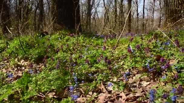 在森林的美丽的花林间空地，蜜蜂授粉紫色和蓝色的花朵，在公园里 — 图库视频影像