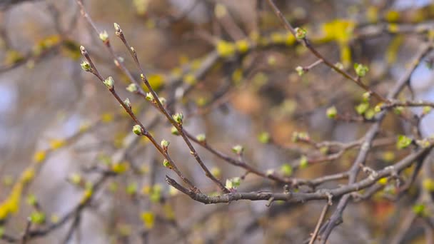 Floraison Feuilles de pommier au printemps Sadu — Video