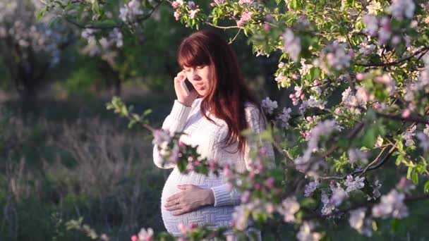 Zwangere vrouw praten over telefoon in bloeiende appelboomgaard, meisje wandelingen in de ochtendschemering lente Park — Stockvideo