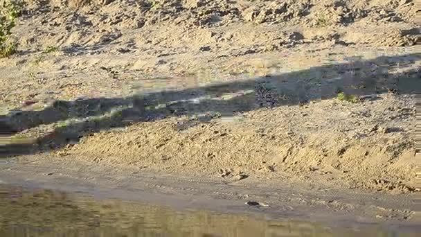 fille et l'homme courir à travers pulvérisation d'eau volant dans différentes directions, couple amoureux sur la plage d'été 