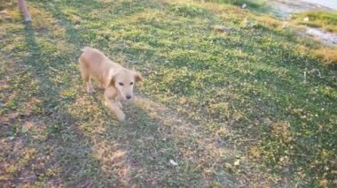 Kızıl saçlı köpek yol boyunca çalışır. Ağır çekim.