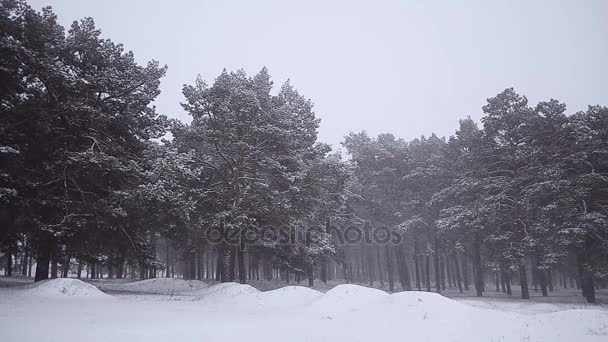 Tormenta de nieve en el bosque de invierno, pinos cubiertos de nieve, hermoso paisaje de invierno . — Vídeos de Stock