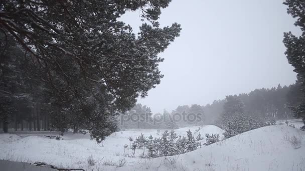 Tormenta de nieve en el bosque de coníferas, bosque de invierno cubierto de nieve — Vídeos de Stock