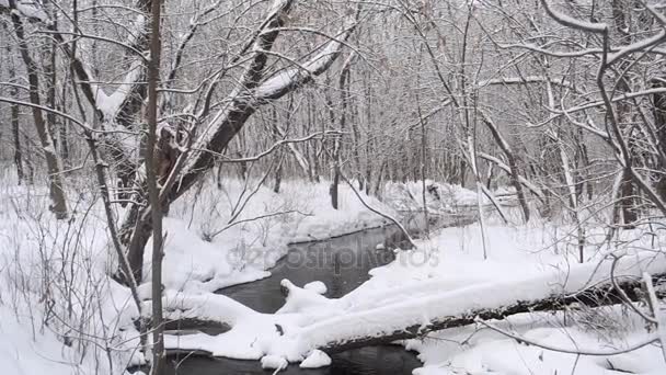 Rio coberto de neve flui no parque de inverno — Vídeo de Stock