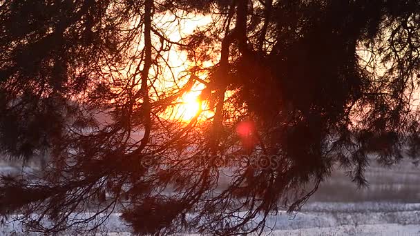 Ramas de abetos en los rayos del sol de invierno, primer plano, noche de bosque de invierno, copos de nieve brillan en el sol . — Vídeos de Stock