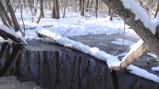 Río en el bosque de invierno, hermoso parque de invierno, árboles cubiertos de nieve — Vídeo de stock