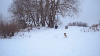 Köpek asıllarını ile kış kar slayt üzerinde çalış..
