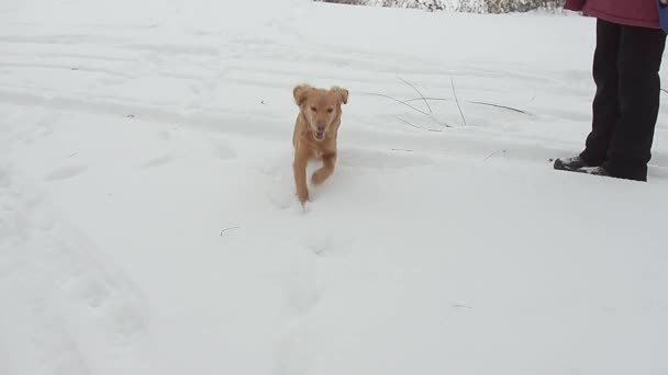 Rood harige jachthond wandelingen in winter forest — Stockvideo