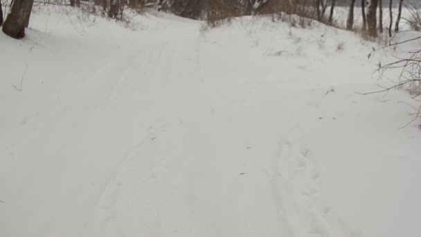 Chien de chasse aux poils rouges promenades dans la forêt hivernale 