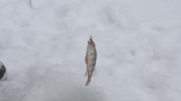 Pescador peixes capturados no inverno, close-up — Vídeo de Stock