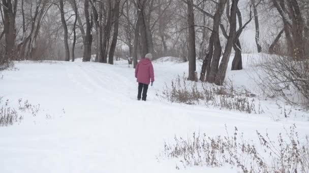 Женщина гуляет с собакой в снежном лесу . — стоковое видео