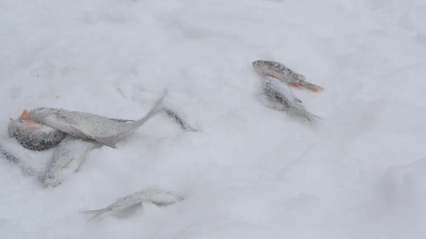 Frische Fische liegen auf Schnee. Fischer fischt im Winter auf Eis. — Stockvideo