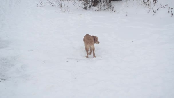 Av köpeği kış parkta yürüyor — Stok video