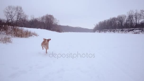 Рыжая охотничья собака зимой бегает по белому снегу . — стоковое видео