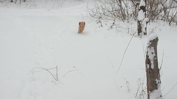 Cão de caça está à procura de um traço de animal na neve na floresta de inverno — Vídeo de Stock