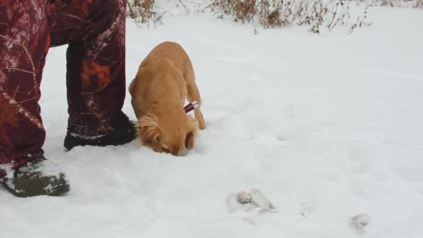 Hunden springer runt ägaren, som är fiske för bete på vintern. — Stockvideo